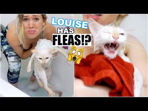 LOUISE HAS FLEAS!? | Trying to Get Rid of Fleas on My Cat!