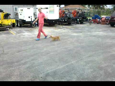 "Devine Jacko light Vom Daxi Haus MLC"