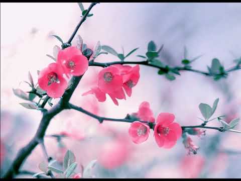 Best of Melodic Techno (Worakls, Einmusik, N'to, Malecka, Teho, Aalson, Nils Andreas, Ben C&Kalsx,)