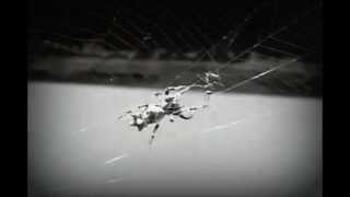 Boards of Canada - White Cyclosa