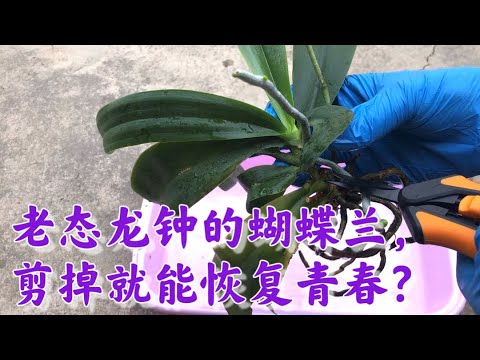 , title : '05/17/2022 切割蝴蝶兰茎繁殖的过程Cutting Phalaenopsis stem propagation'