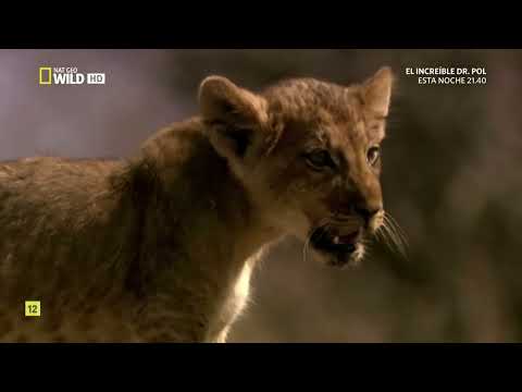 TERRITORIO DE LEONES 🦁🦁 #1 |  AFRICA SALVAJE #1 | DOCUMENTALES 1080P FULL HD!!