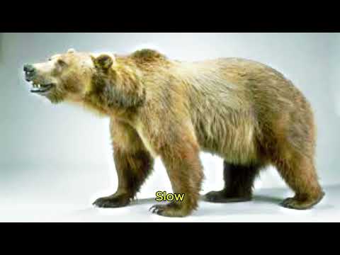 Top 8 Extinct Animals That Would Terrify Us Today