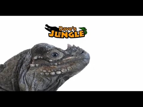 Amazing Lizard Facts