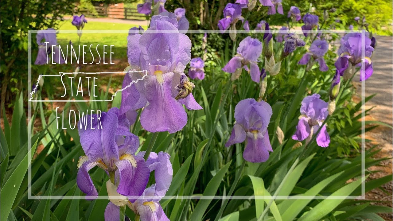 What is the national flower of Tennessee? Tipseri