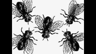 Las Moscas   Joan Manuel Serrat