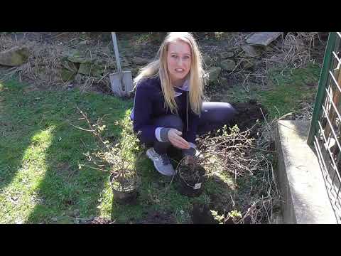 BONUS: ZIMOLEZ KAMČATSKÝ: KAMČATSKÁ BORŮVKA: VÝSADBA NOVÝCH KEŘÍKŮ DO VOLNÉ PŮDY