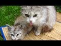 Mother Cat Meow And Hisses At Me