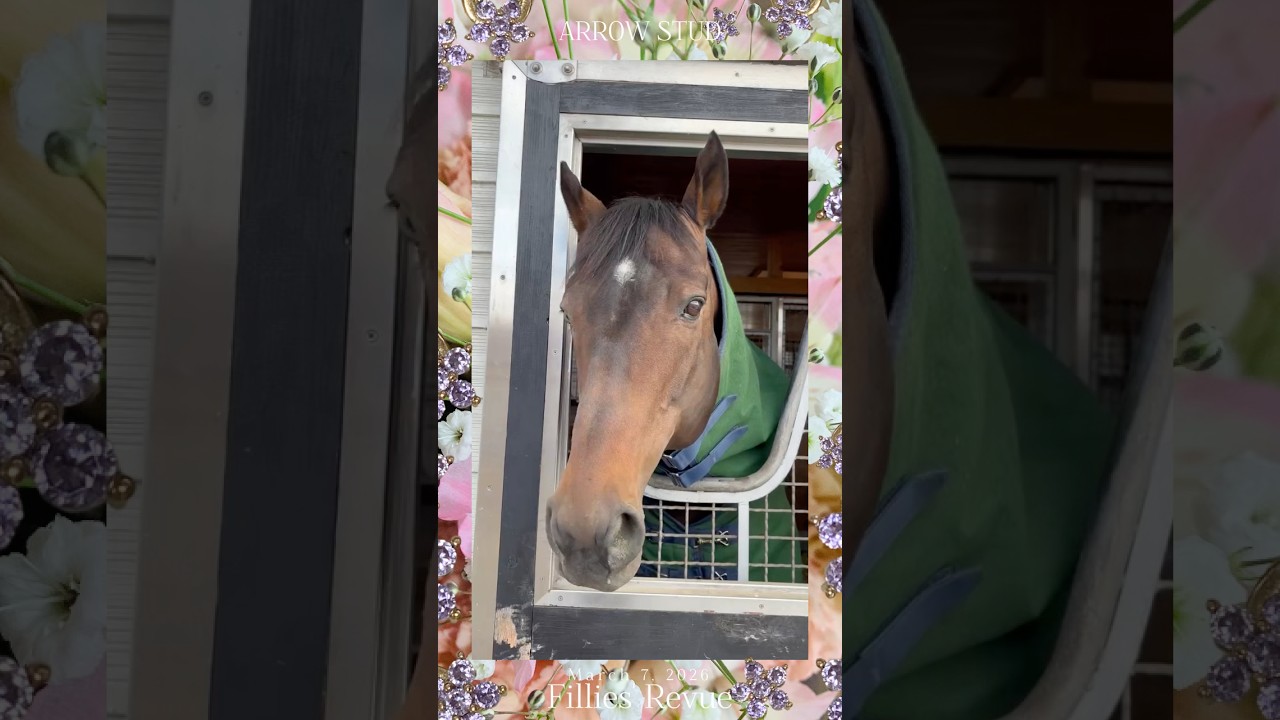 『The Knights of the Round Table🛡️💍』 #アロースタッド #ビッグアーサー #フィレンツェファイア #horse #horseracing