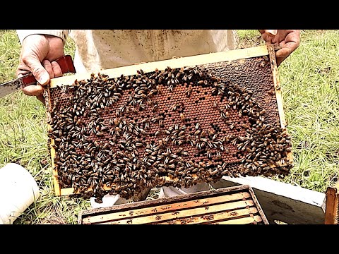 How We Prepare Bees For Winter Part 1