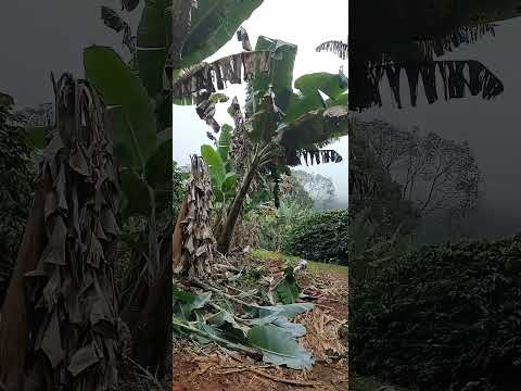 dia 11: Conceição das Pedras x Vargem Alegre