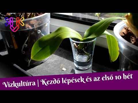 , title : 'Orchidea vízkultúra avagy hogyan térjünk át a vízben tartásra? | Az első 10 hét eseményei'