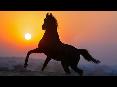 Détente - Le Marwari dans tous ses états, un cheval danseur aux oreilles recourbées