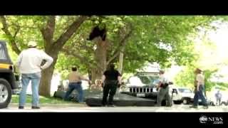 Как медведя снимали с дерева