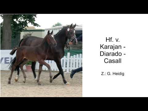 Hf v Karajan x Diarado x Casall 2020
