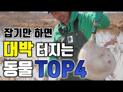 아이콘