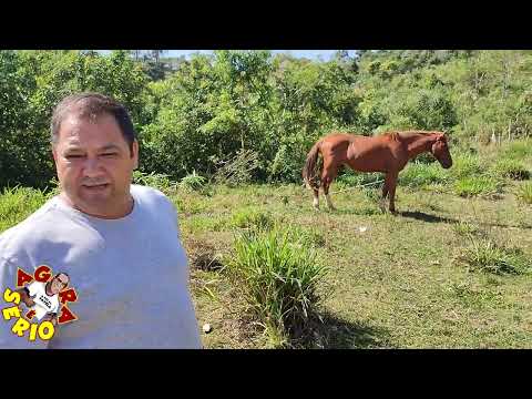 Zelão e amigos cuidam de cavalos abandonados em São Lourenço da Serra.