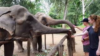preview picture of video 'Kanchanaburi elephant haven thailand'