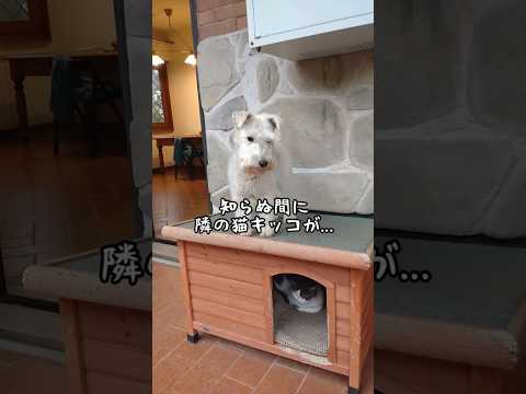 【毎日ウチにくる隣のネコ】雨降りの過ごし方が草　#shorts　#隣の猫