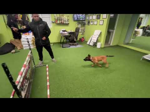 Belgian Malinois increíble 3 1/2 meses de edad haciendo el salto de valla.