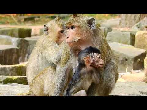 Lovely Monkey Baby Drinking Milk and Playing...Mr Polo ep108