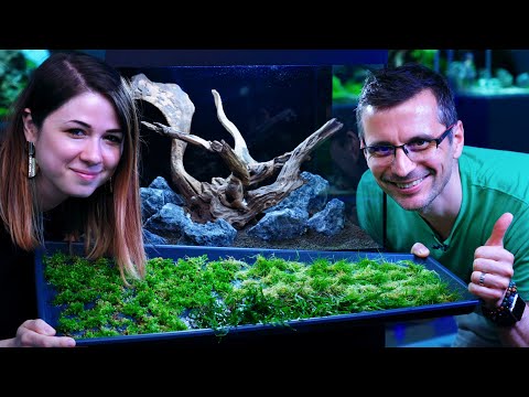 PLANTING CHILLS' AQUASCAPE - Beginner Guide with Balazs - Part 2