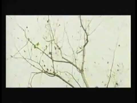 Karmela tsy misy tsy hay atao