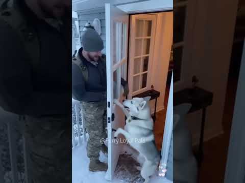 🥰🥰 Brave soldiers, dogs are always home waiting for you!#dogvideos