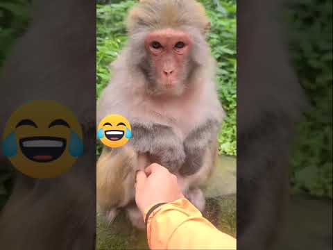 Monyet Ketawa Lucu
