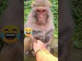 Monyet Ketawa Lucu