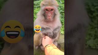 Download lagu Monyet Ketawa Lucu mp3 Download lagu Monyet Ketawa Lucu mp3