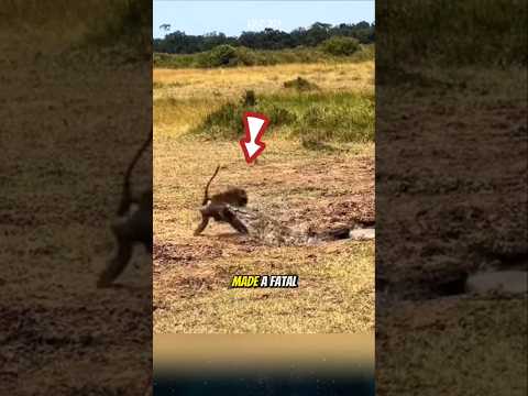 The crocodile hunts monkeys. #crocodile #monkey #animals