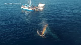Humpback &amp; Calf: Whale &#39;Waves&#39; and &#39;Blows Rainbows&#39; | Capt. Dave&#39;s Whale Watching