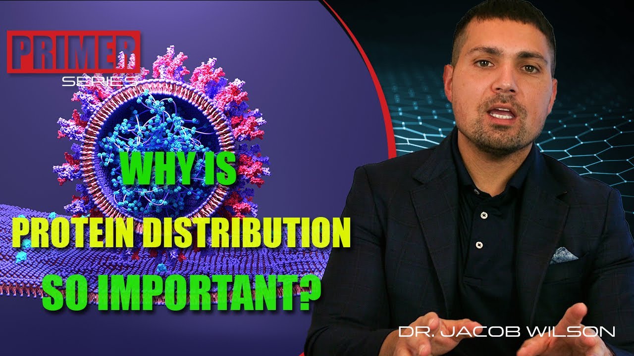 Why Is Protein Distribution So Important?