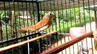 Download lagu TERAPI SRDC AGAR CEPAT GACOR, MASTERAN SRDC DURASI   PANJANG, TERAPI SRDC MACET BUNYI,SIKATAN RIMBA mp3