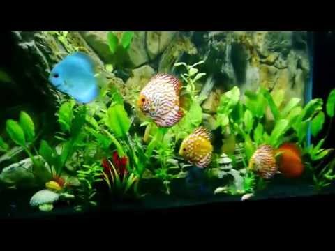 My Discus Tank Update | Discus Fish UK