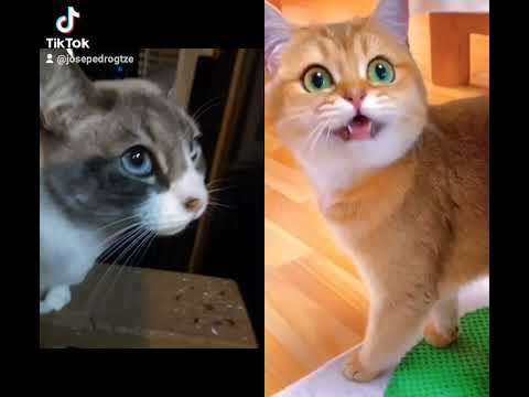 FUNNY CATS #GATOS CHISTOSOS #foryou #parati #fyp #viral