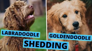 Goldendoodle and Labradoodle Shedding - Are They Truly Hypoallergenic?