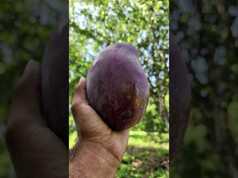 Finca en venta en cantón hacienda vieja san Pedro Nonualco el salvador 🇸🇻