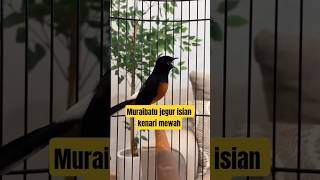 Download lagu Muraibatu isian kenari ngerol suara jernih #masteranmuraibatu #pancinganmurai #muraibatu #murai mp3