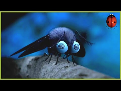 Sleepless Night | Minuscule 🍃 60' Compilation