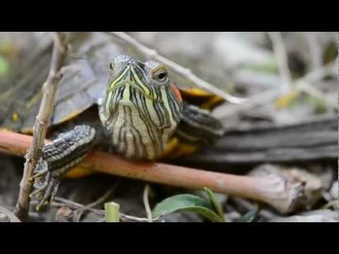 Goran Papazz - Razbudi se! (ft. Daz Flow)