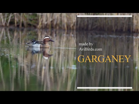 Garganey (Spatula querquedula) — druhový profil