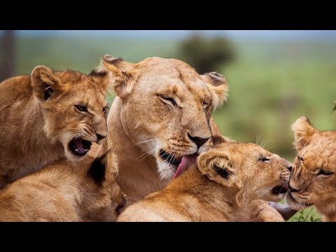 Africa Predatori letali II - 02 La forza dei fratelli