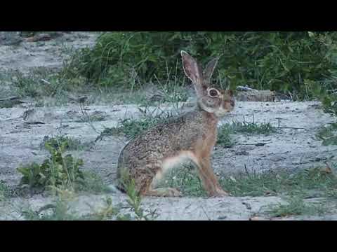 Djuma: Scrub Hares feeding - 18:57 - 01/02/20