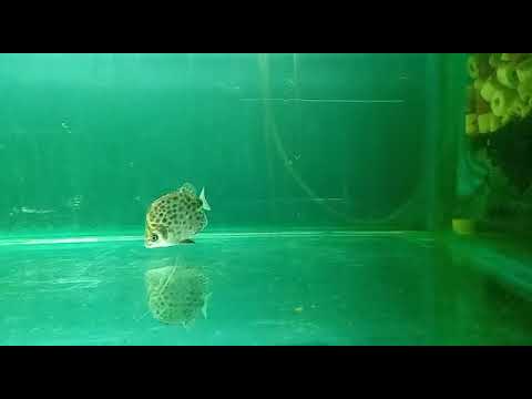 Scat Fish 01.05.2021