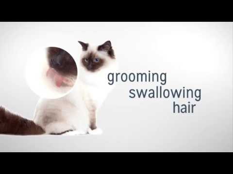 Royal Canin Hairball Care 2kg video