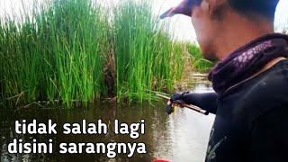 Download lagu ciri ciri sarang nila babon, mancing nila babon mp3 Download lagu ciri ciri sarang nila babon, mancing nila babon mp3