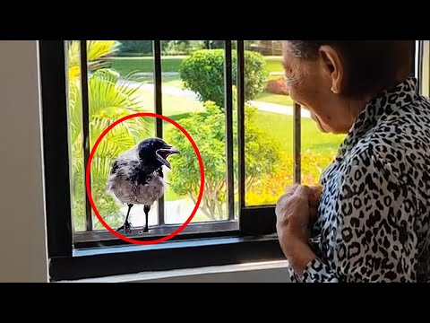 Le petit corbeau frappe à la fenêtre pour chanter une chanson à sa grand-mère tous les jours ❤️ funny animal 2024