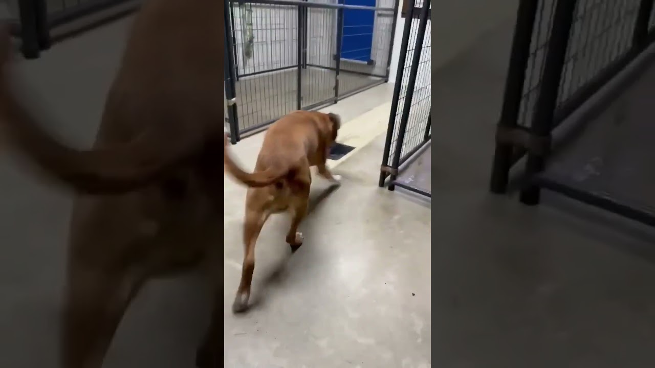 Philly-A Senior with a Lifetime of Love to Give, a Adoptable mixed breed in Archbold , OH video 2/6